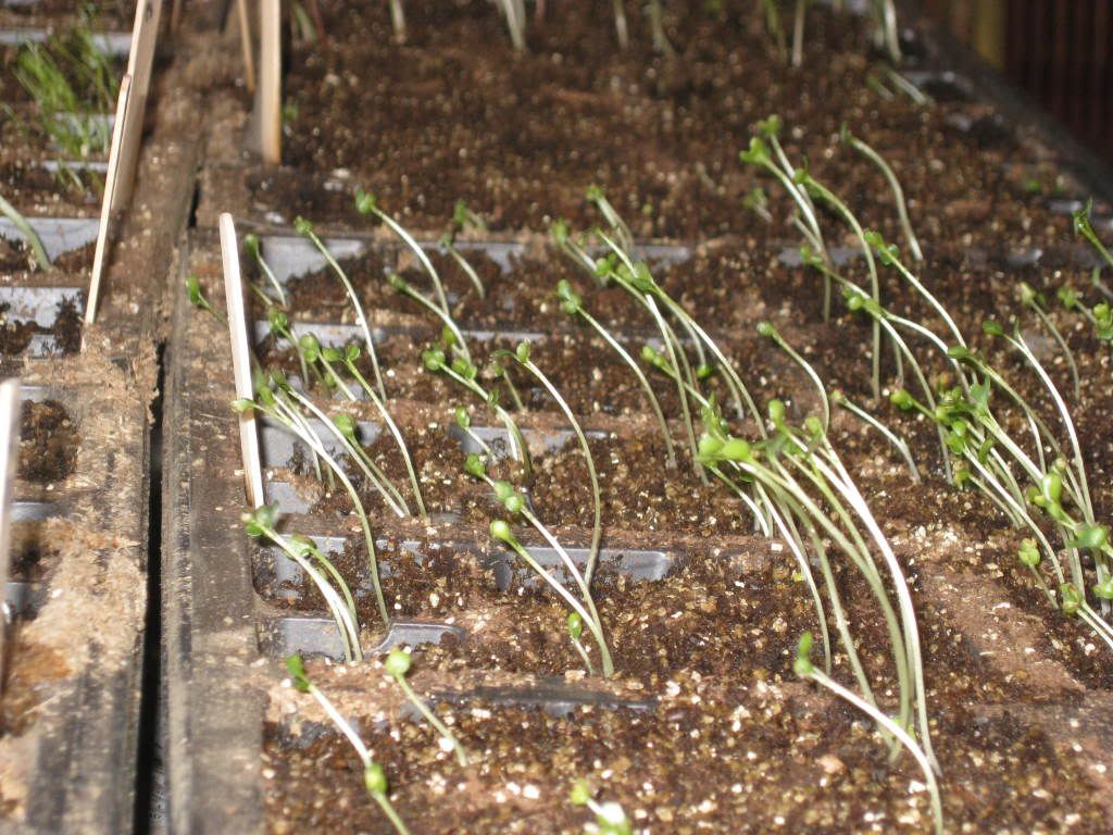 All Vegetable Gardening (solar, how to, perennials, eat) - Trees, Grass